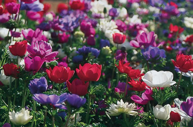anemone st brigid