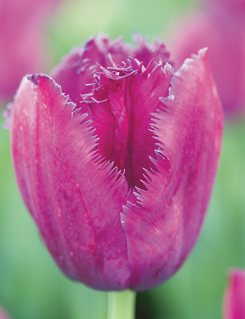 Curly Sue Tulips