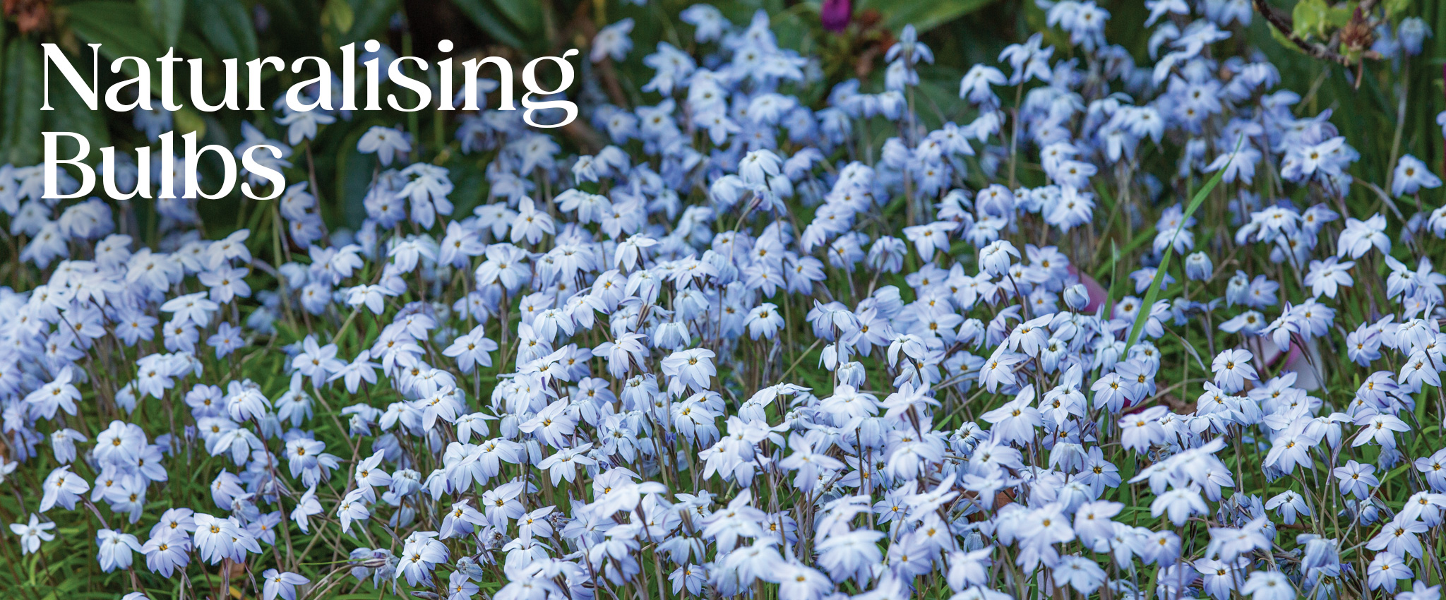 Naturalising bulbs Tesselaar