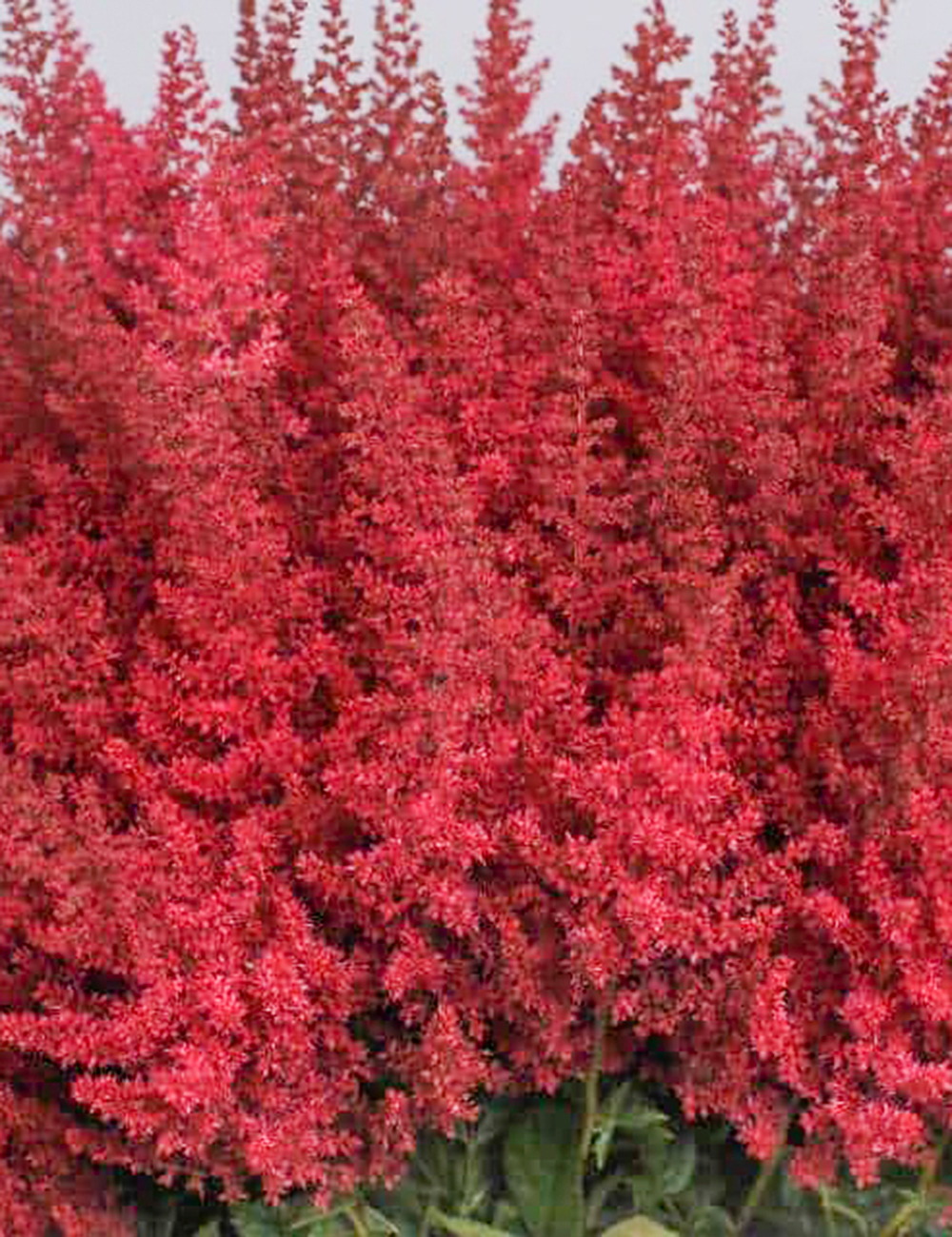 Astilbe Else Schluck