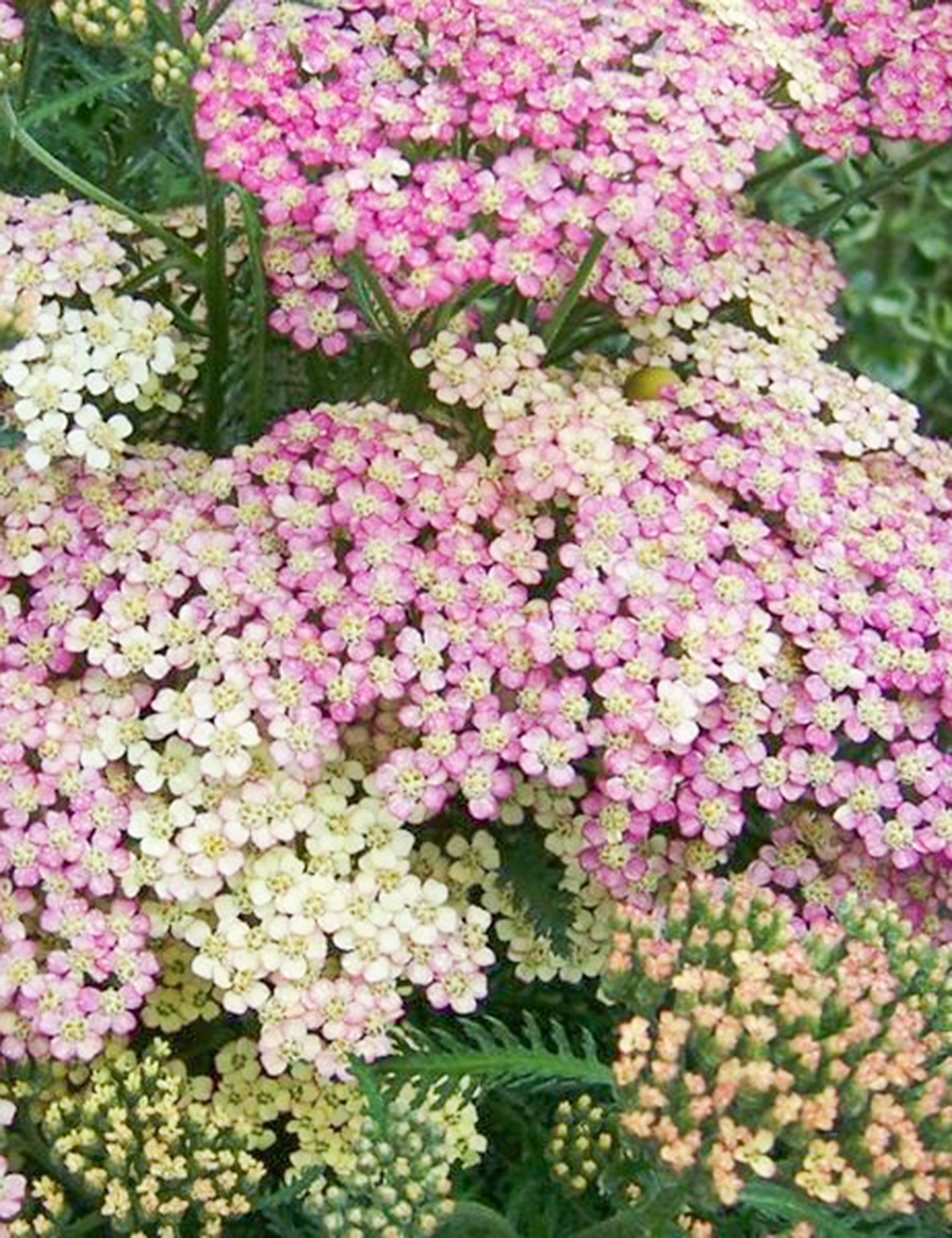 Achillea Antique Parchment