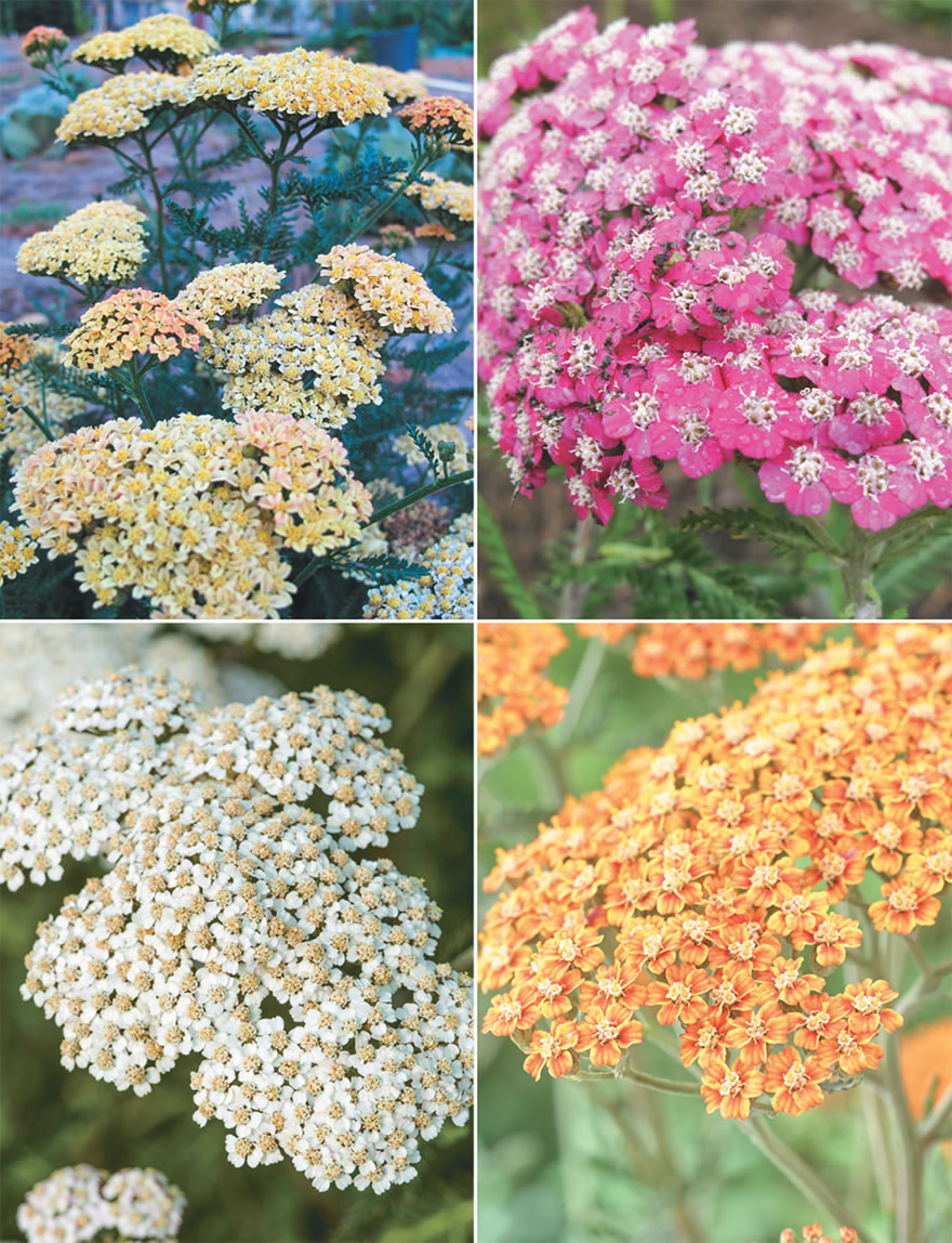 Achillea (reduced) Collection
