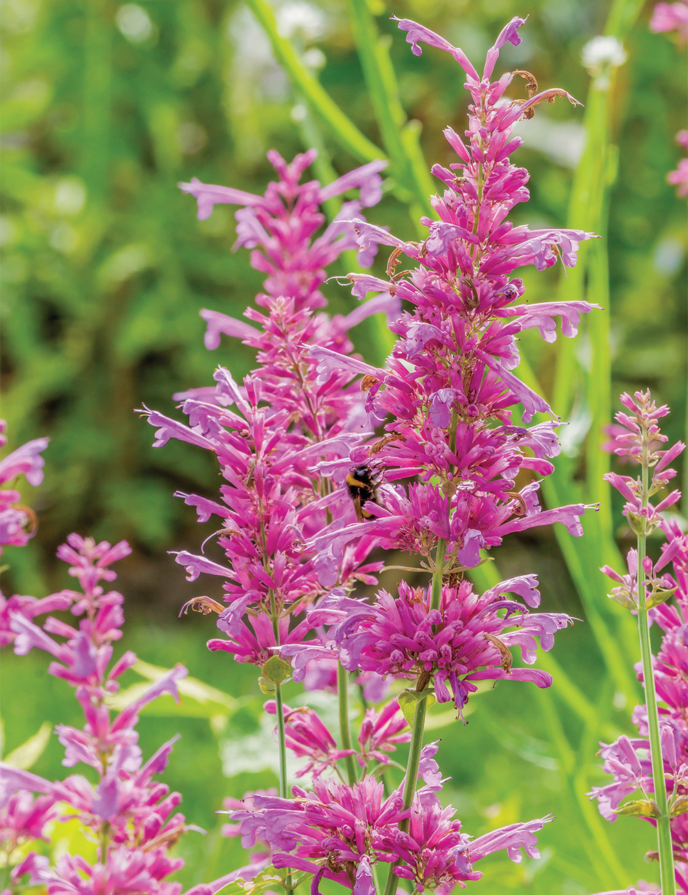 Agastache 'Aztec Rose'