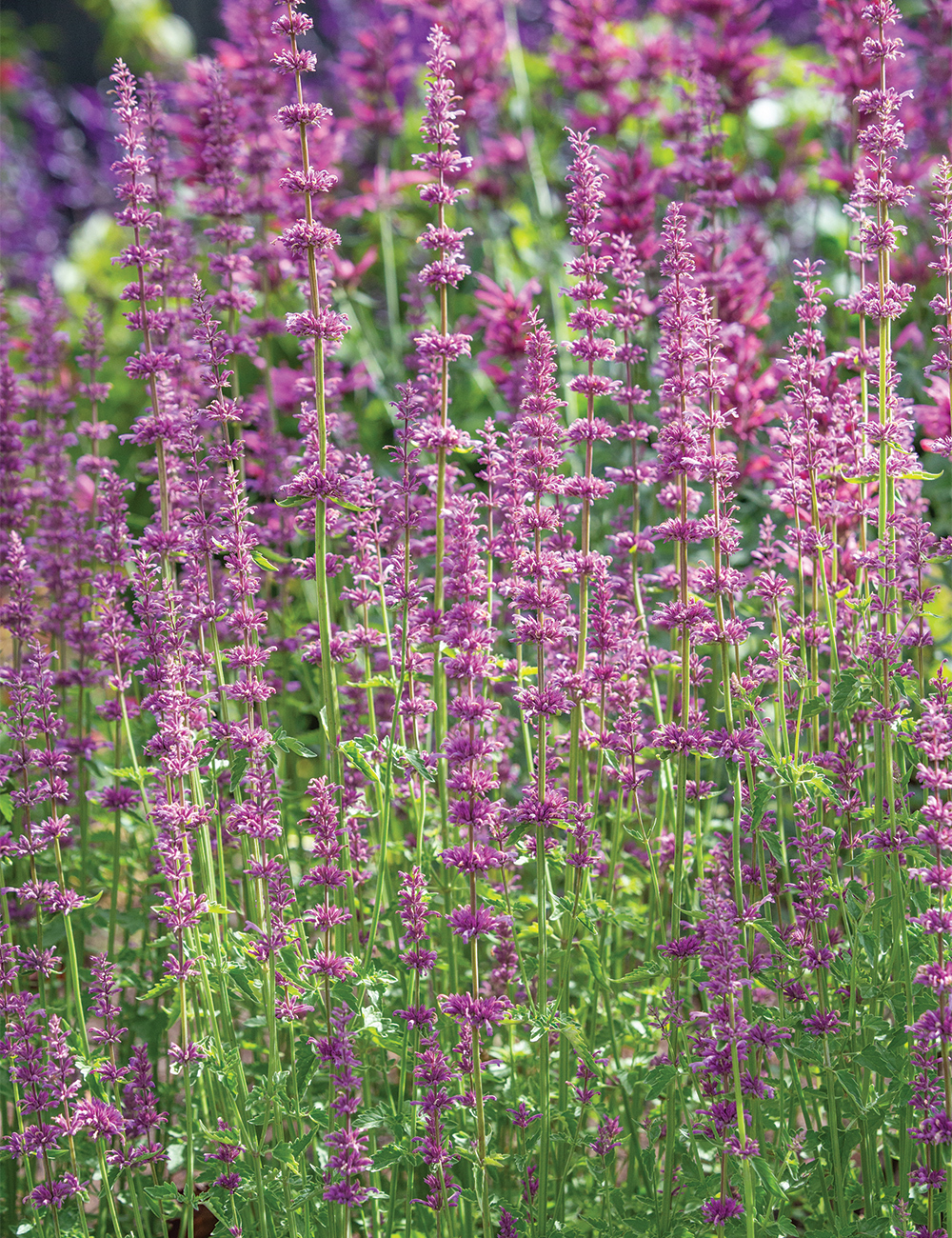 Agastache 'Pink Pop'