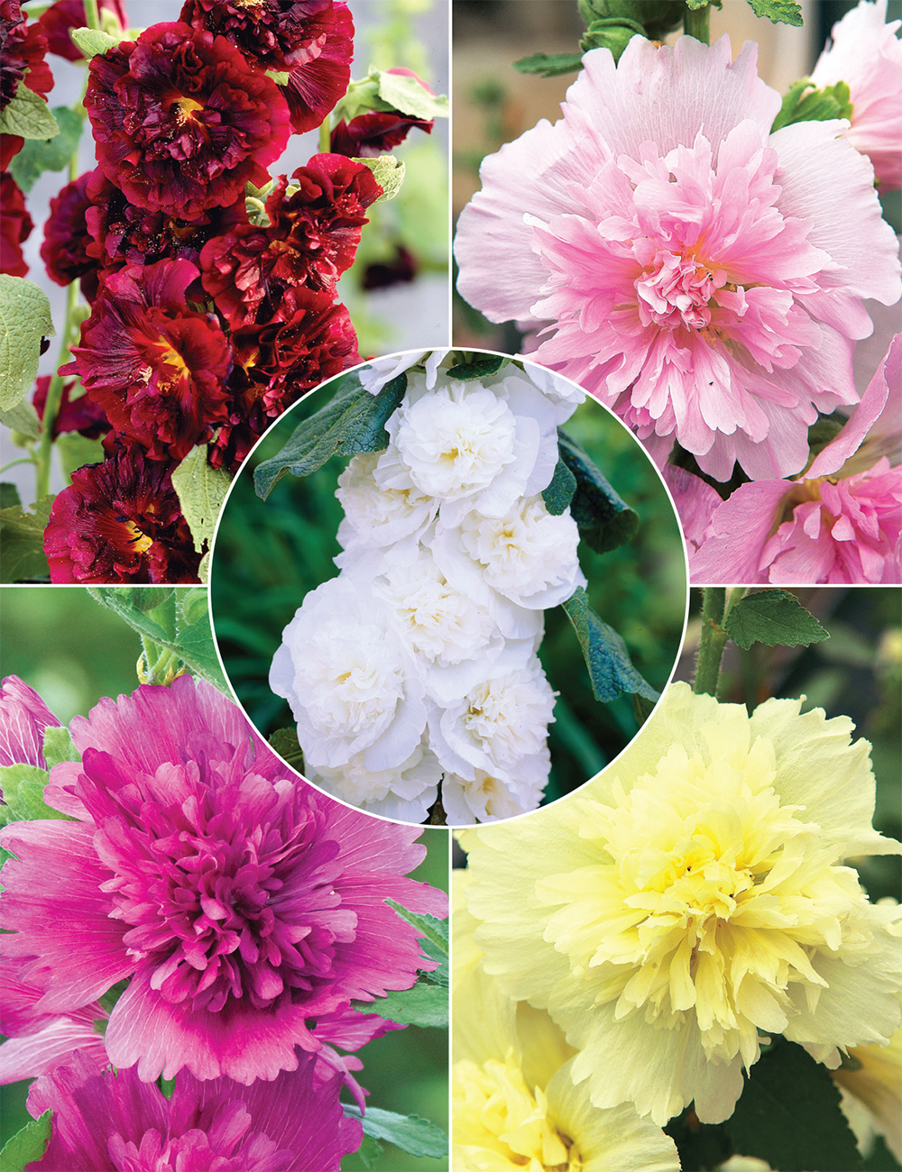 Hollyhock Spring Celebrities Collection