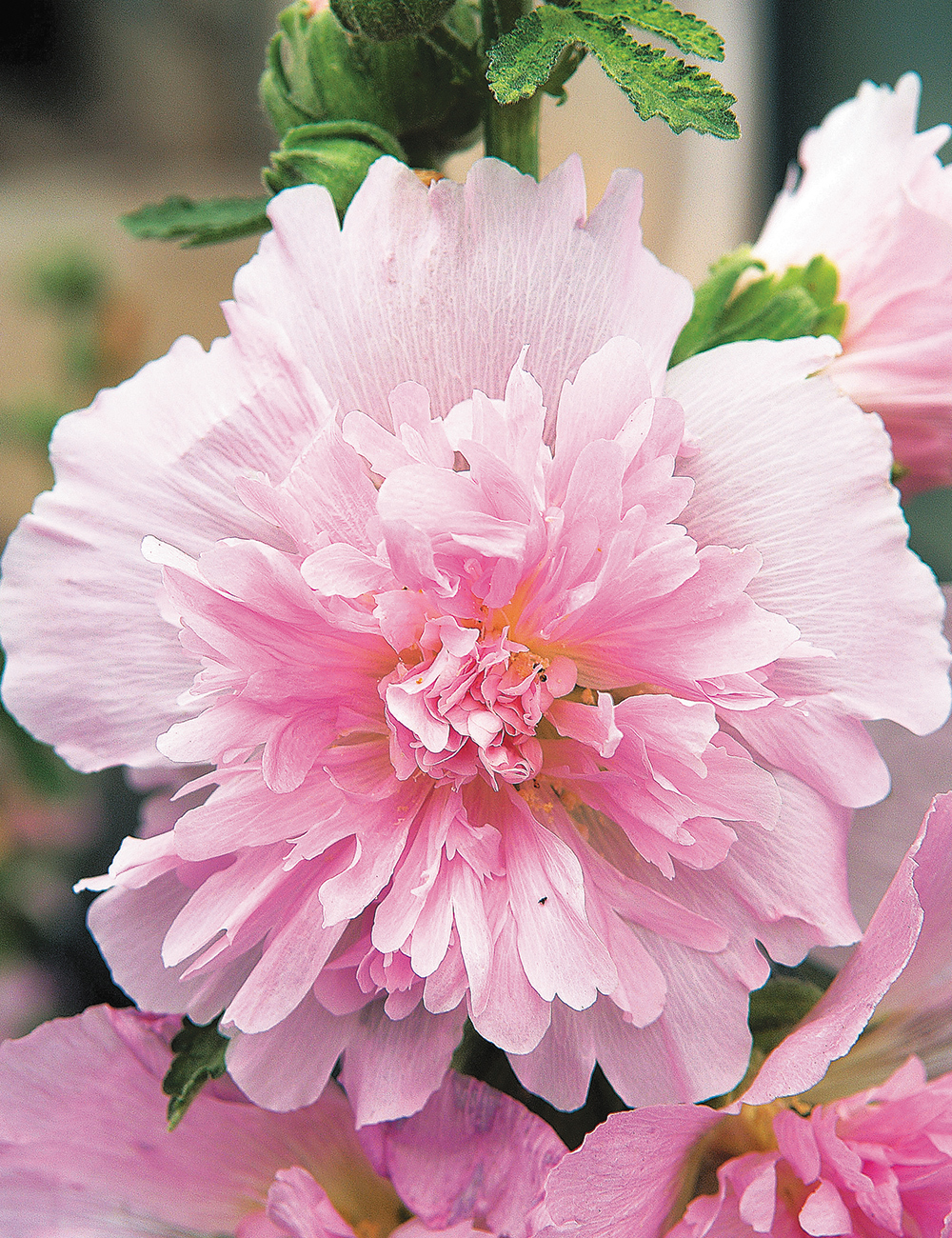 Hollyhock Spring Celebrities 'Pink'