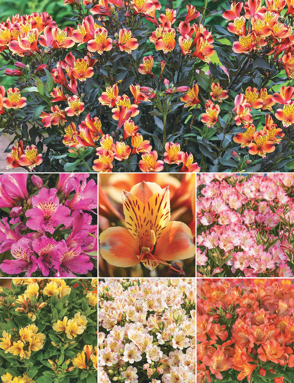 Peruvian Lilies (reduced) Collection