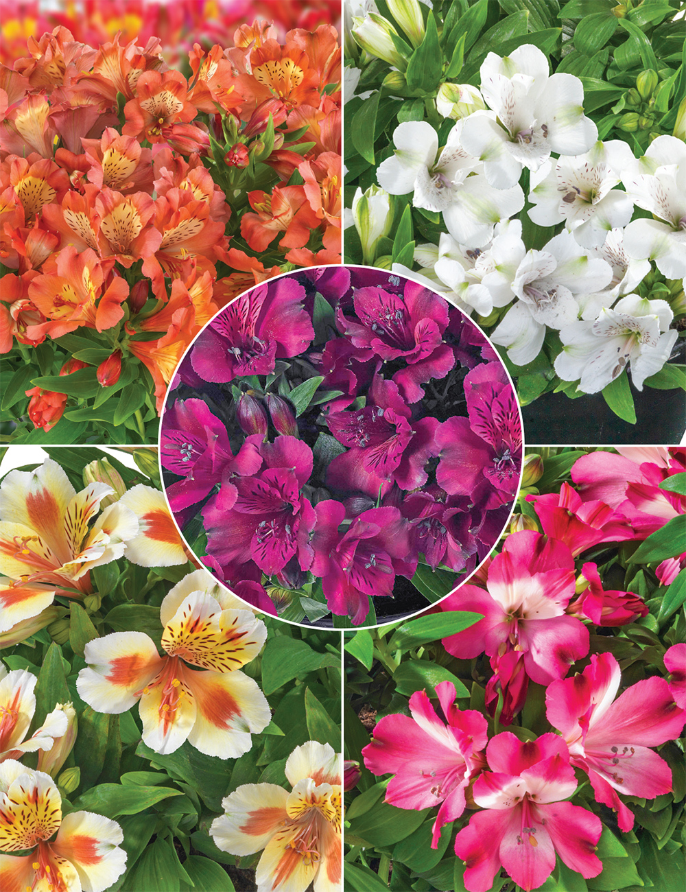 Peruvian Lilies Collection
