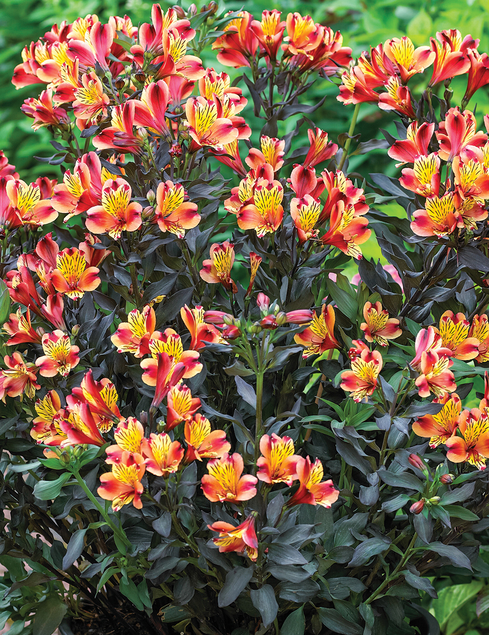 Peruvian Lily Summer Paradise 'Indian Summer'