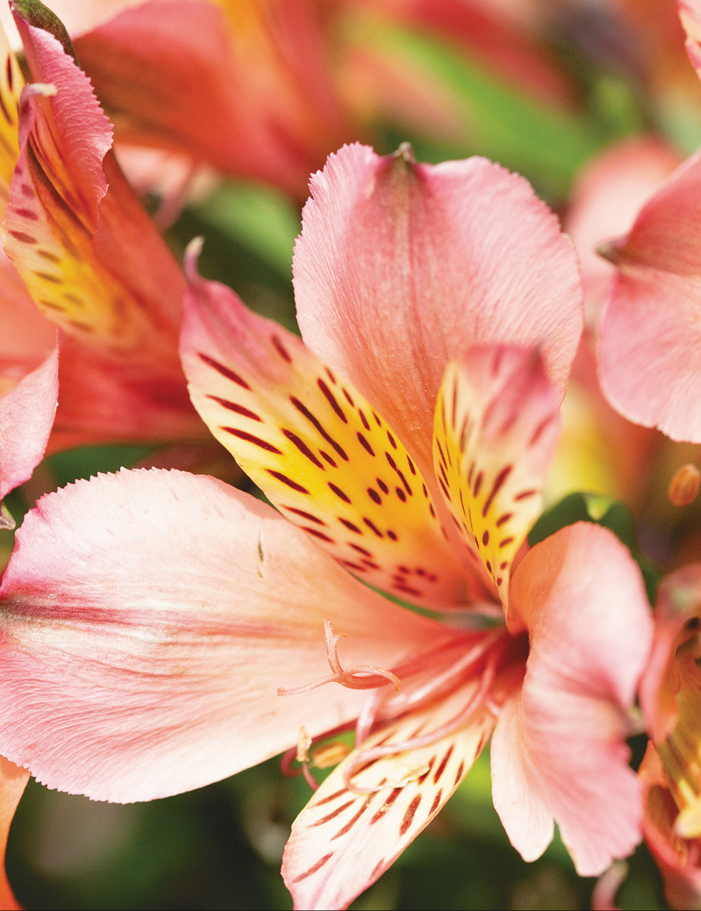 Peruvian Lilies Inca Safari