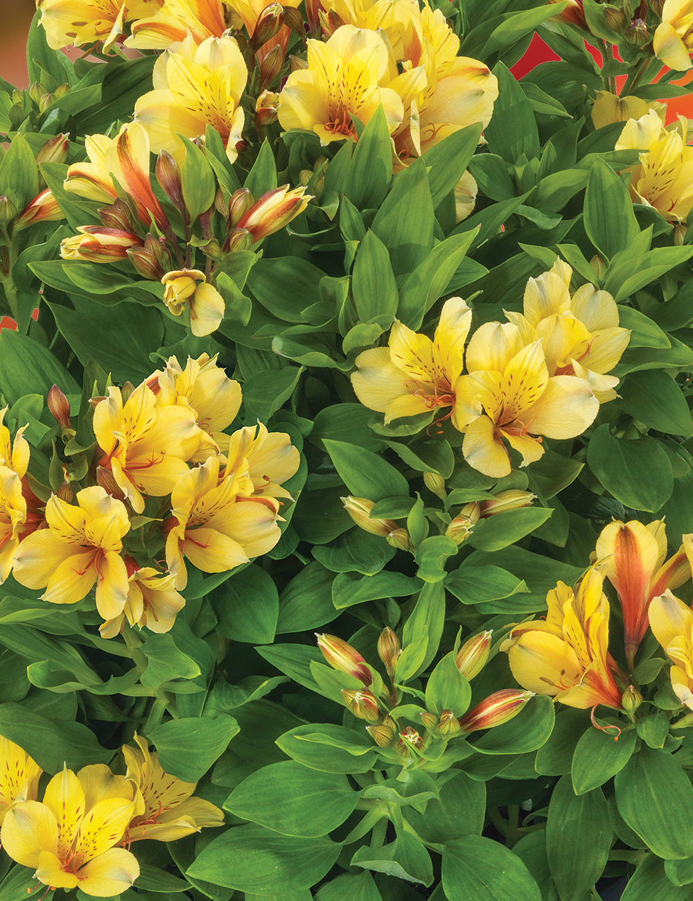 Peruvian Lily Summer Paradise 'Spring Valley'