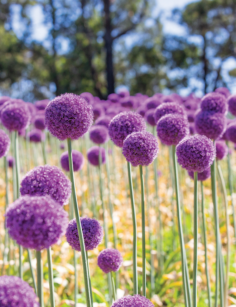 Allium Giganteum