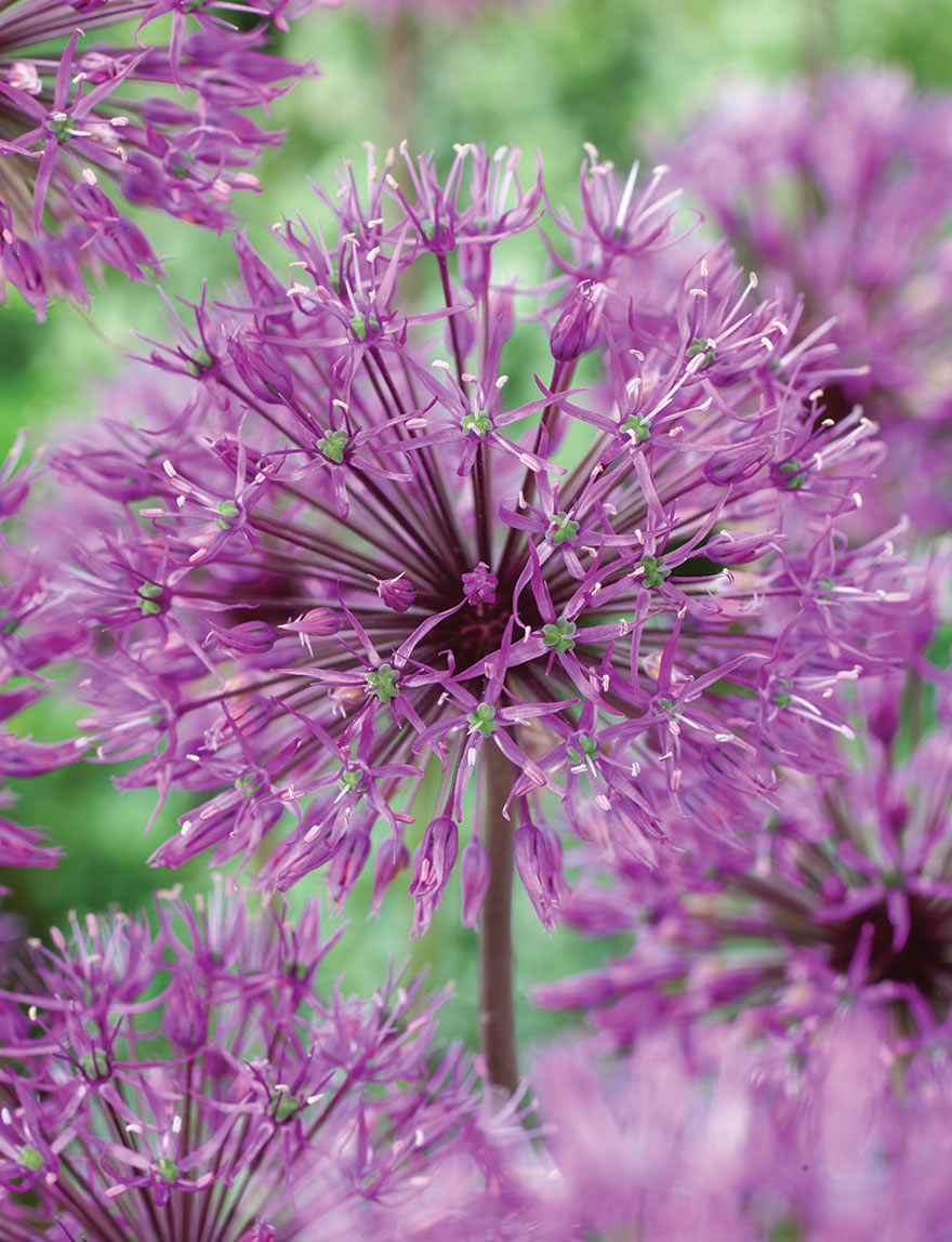 Allium Purple King