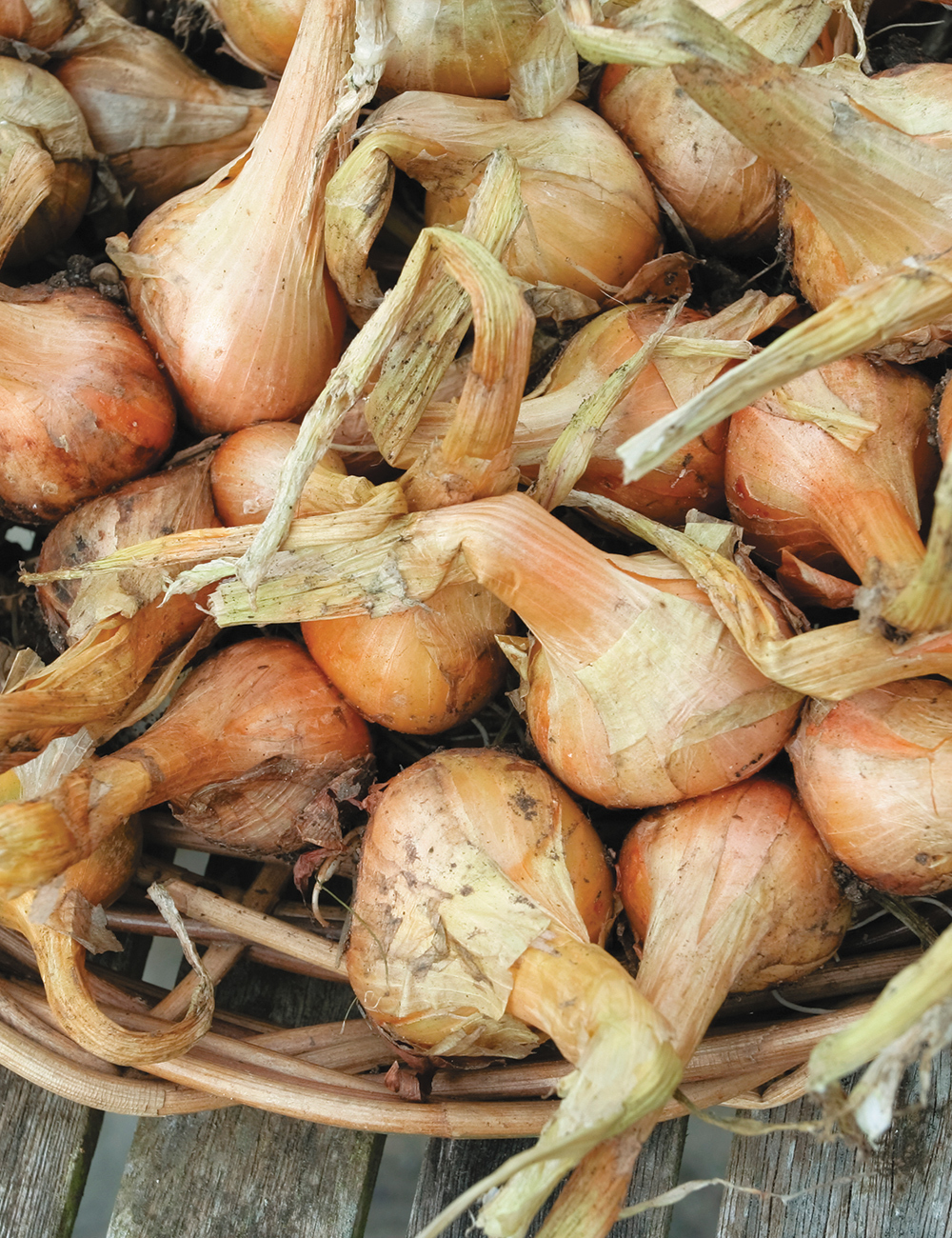 Shallot 'Gold'