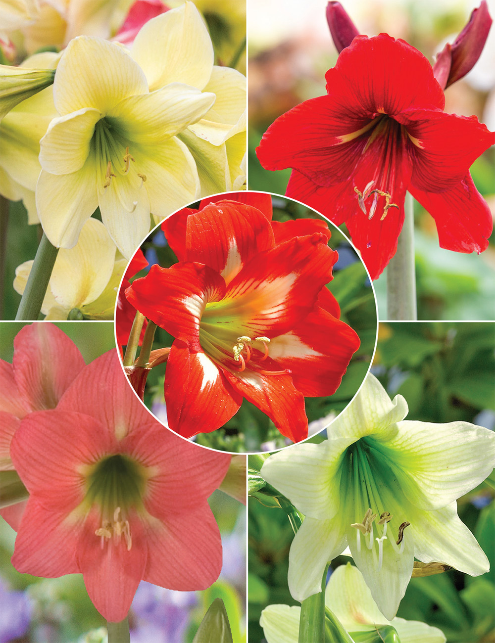 Deal of the Month - Sonatini Hippeastrum Collection