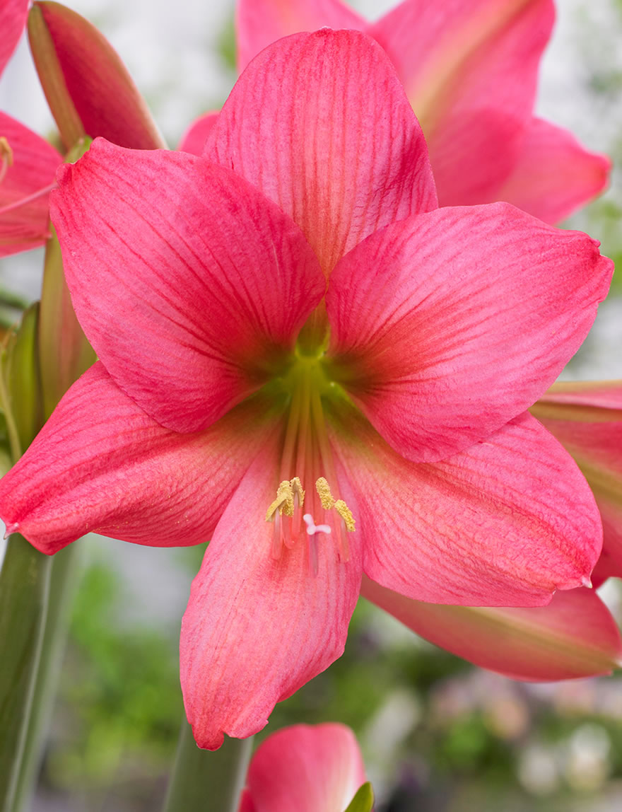 Sonatini Hippeastrum Sweet Sixteen