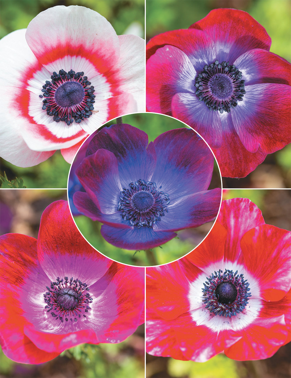 Anemone Mistral Collection