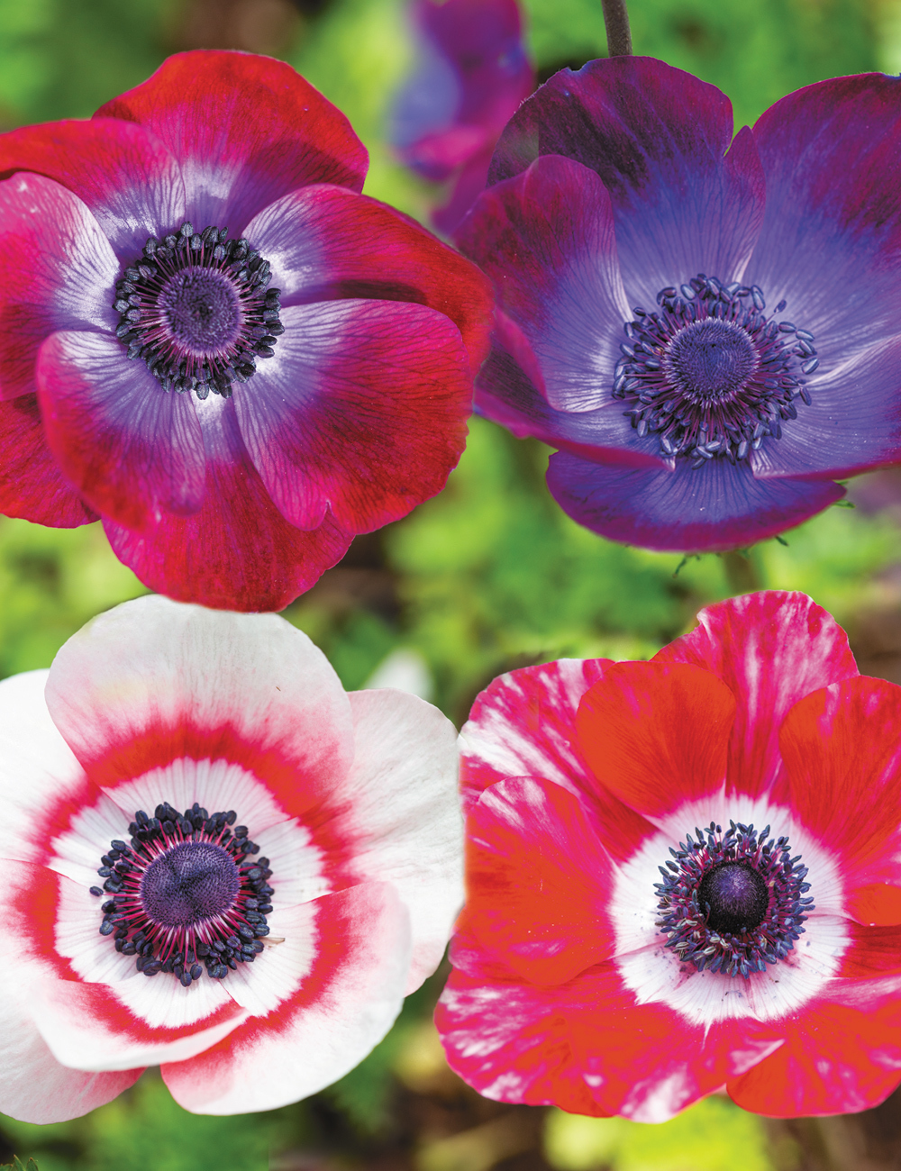 Anemone Mistral Mixed