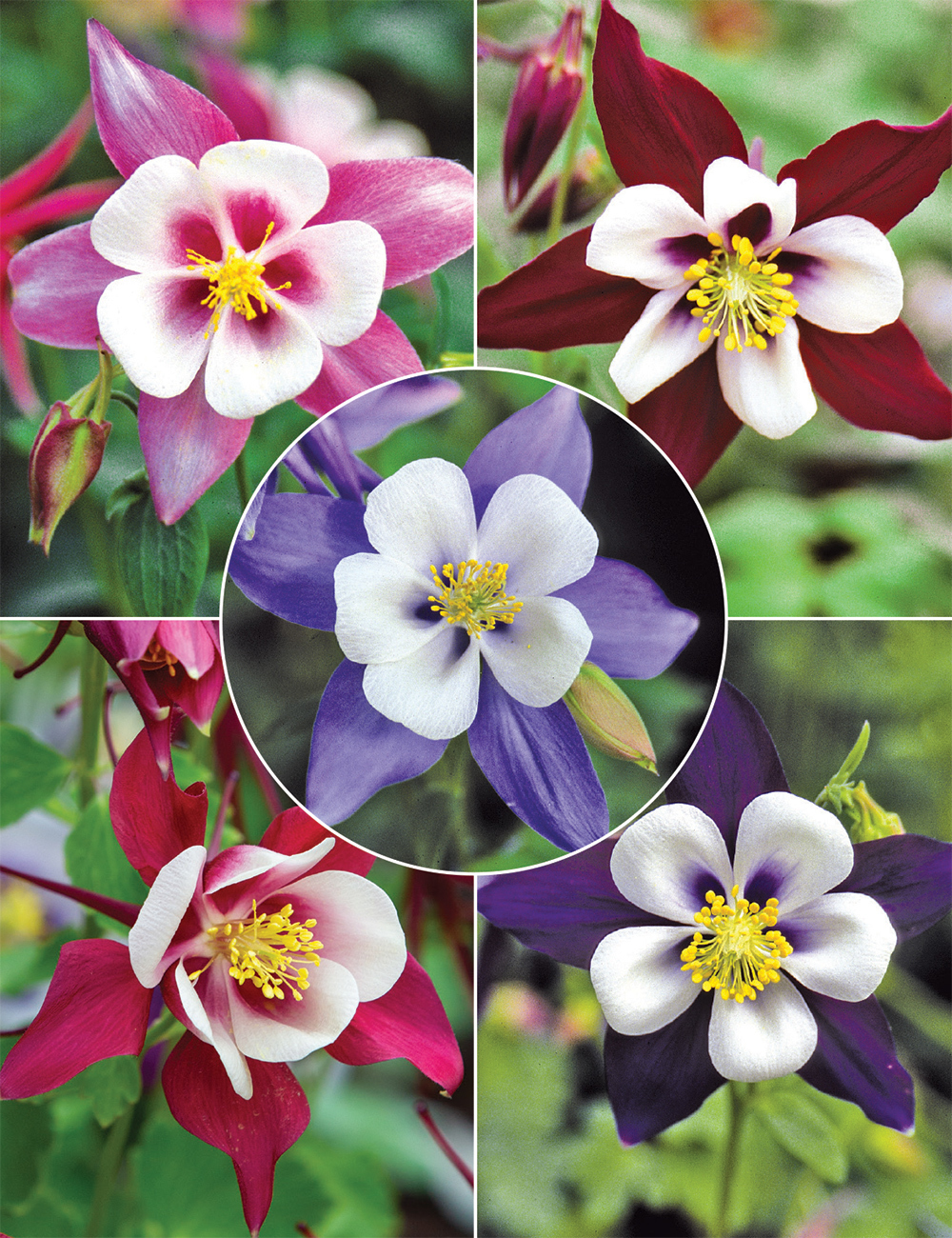 Aquilegia Swan Series (reduced) Collection