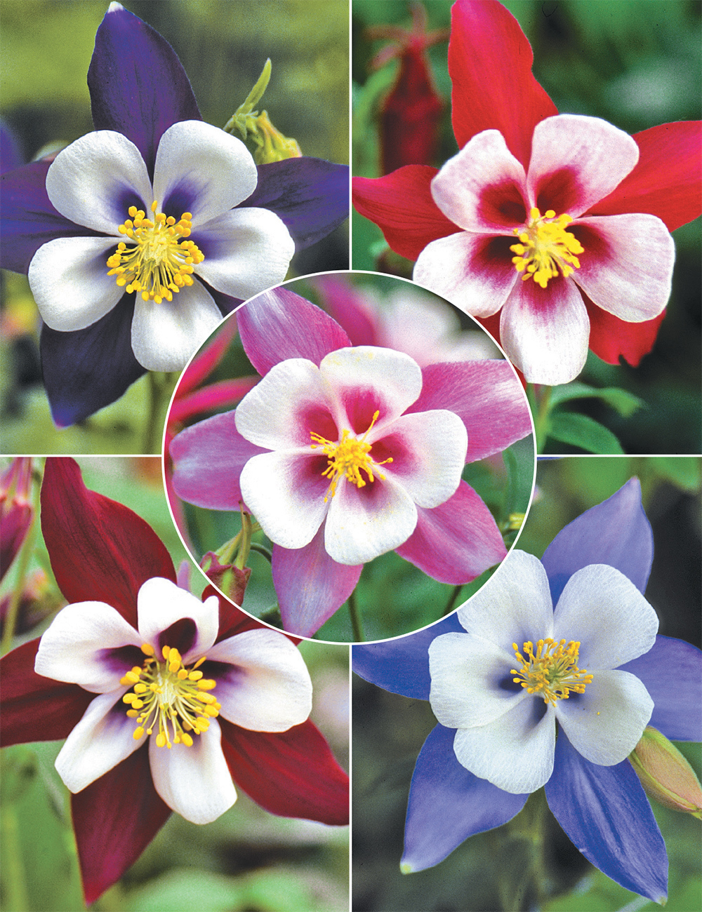 Aquilegia Swan Series Collection