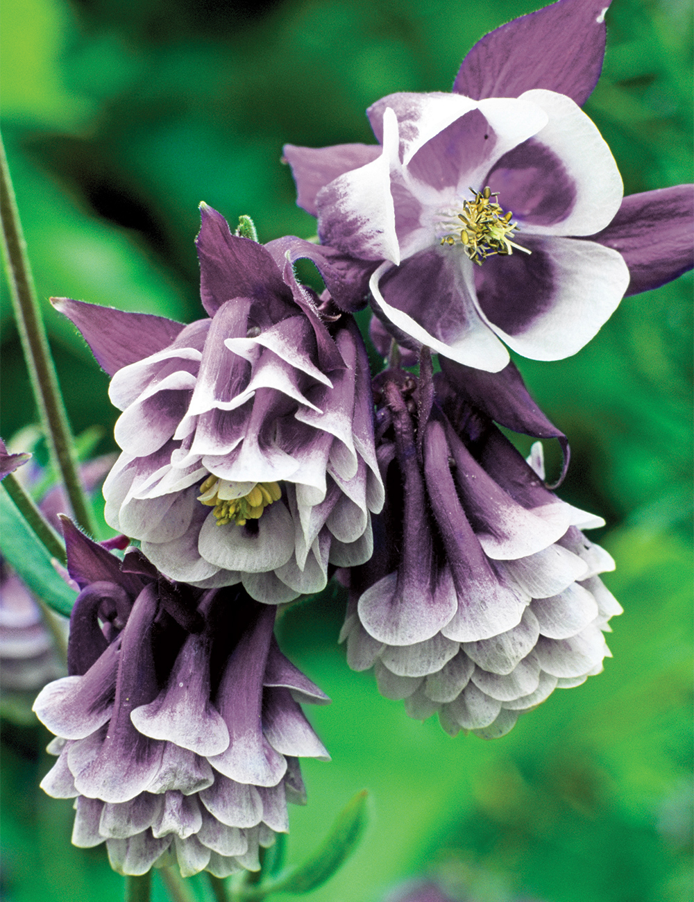 Aquilegia 'Double Pleat Blackberry'