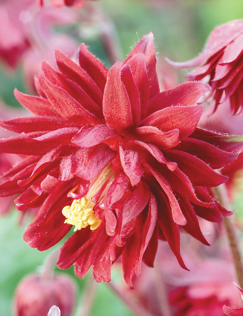 Aquilegia 'Bordeaux Barlow'