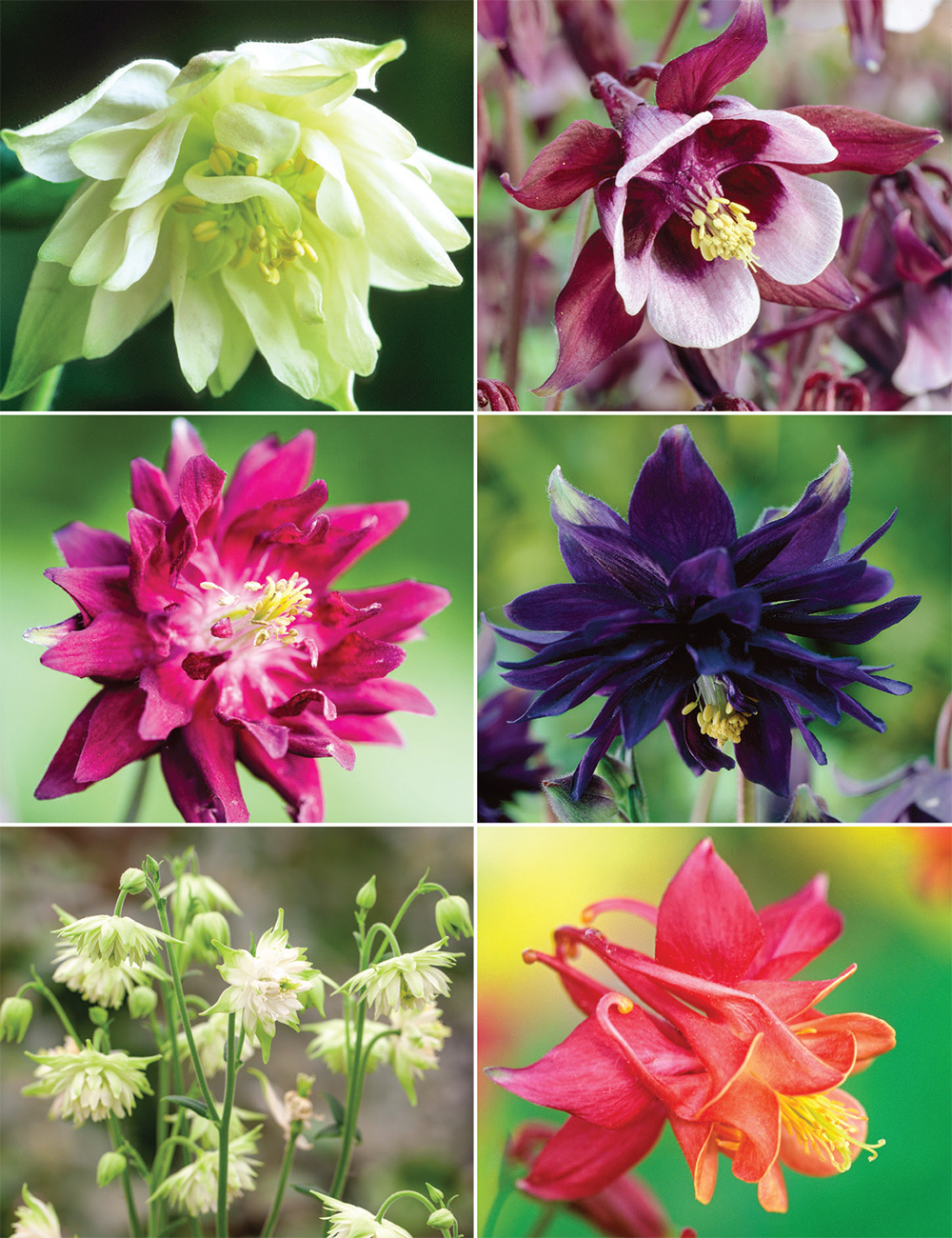 Aquilegia Barlow Series Collection