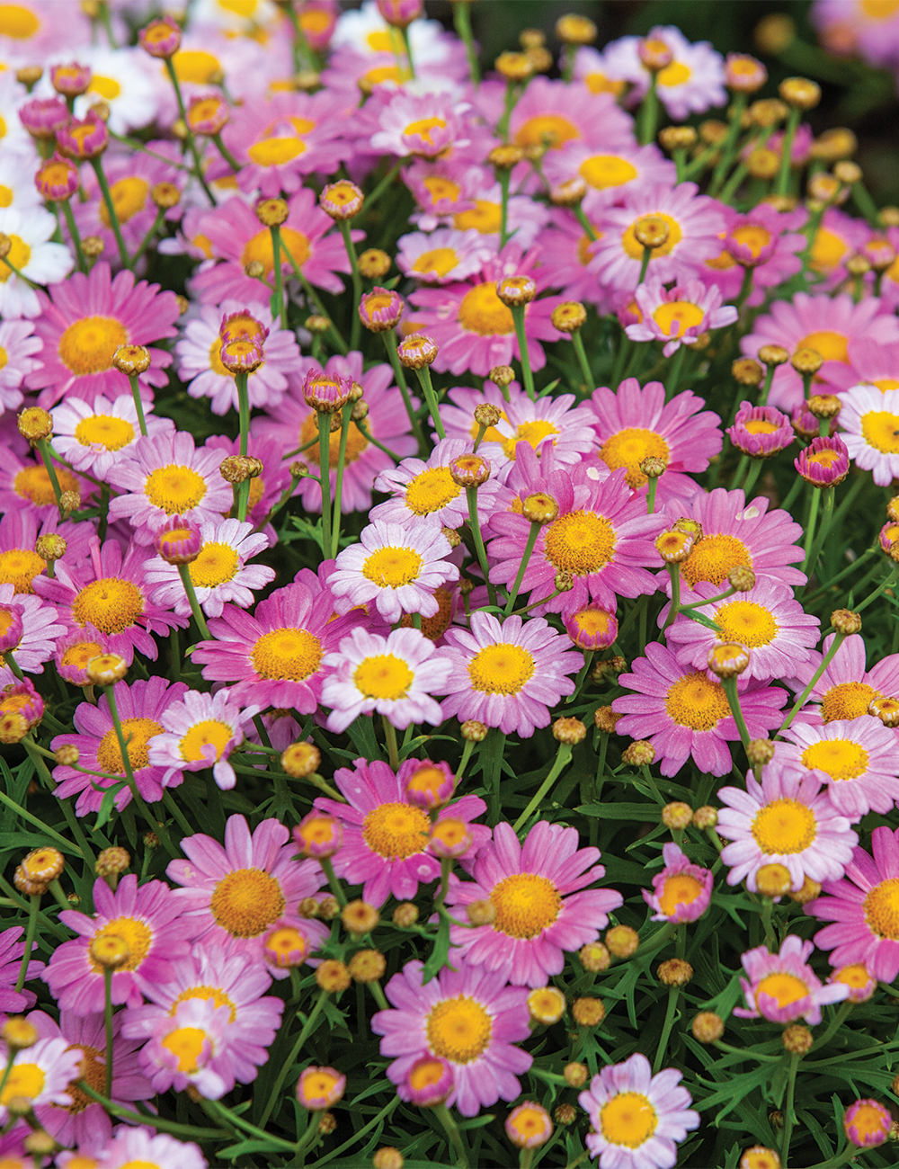 Marguerite Daisy Angelic 'Baby Pink'