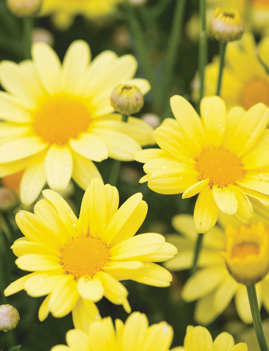 Marguerite Daisies Beauty Yellow