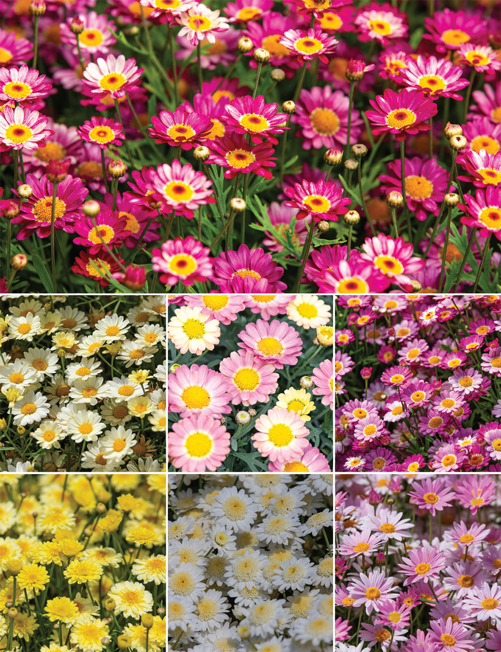 Marguerite Daisies (reduced) Collection