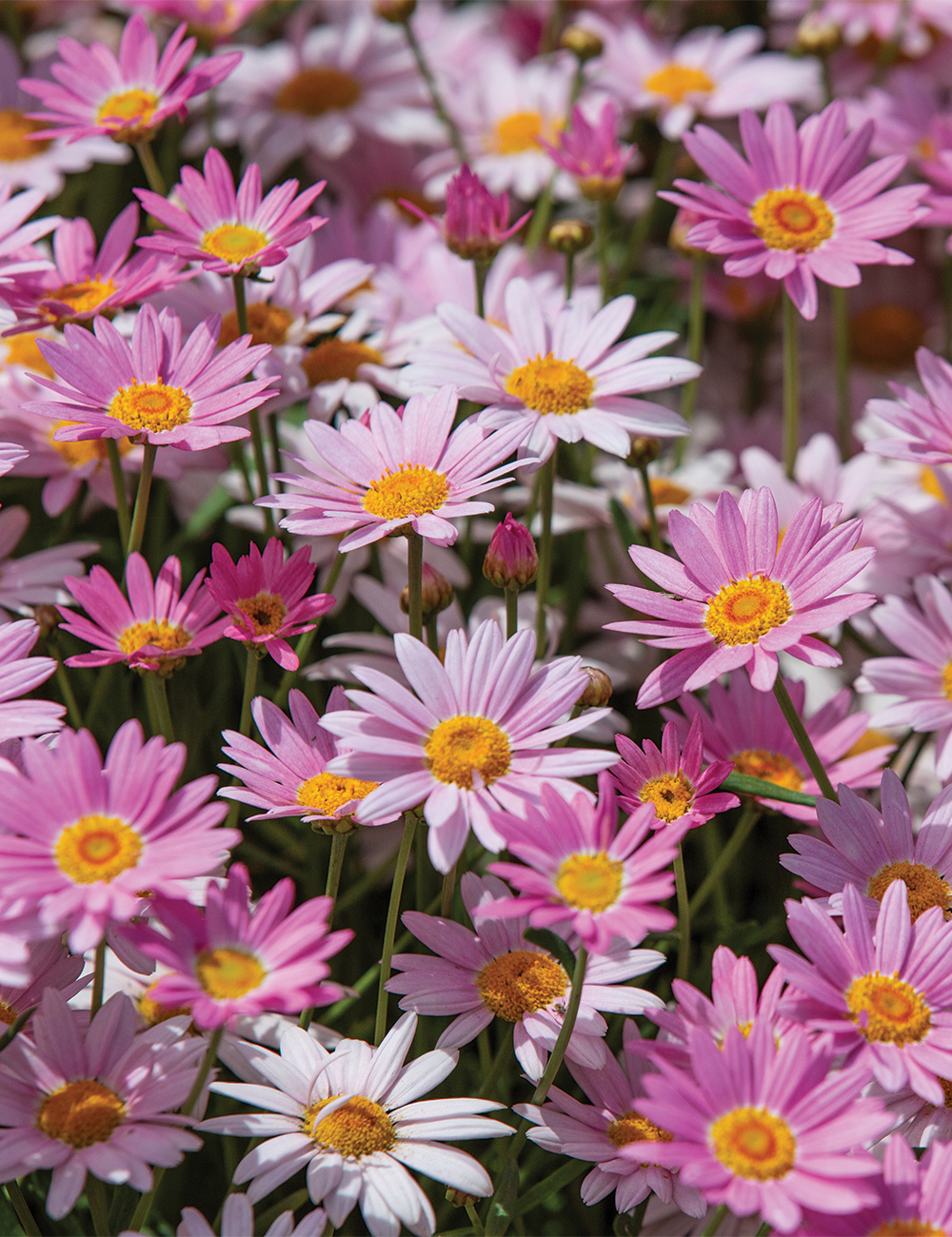 Marguerite Daisies Angelic 'Giant Pink'