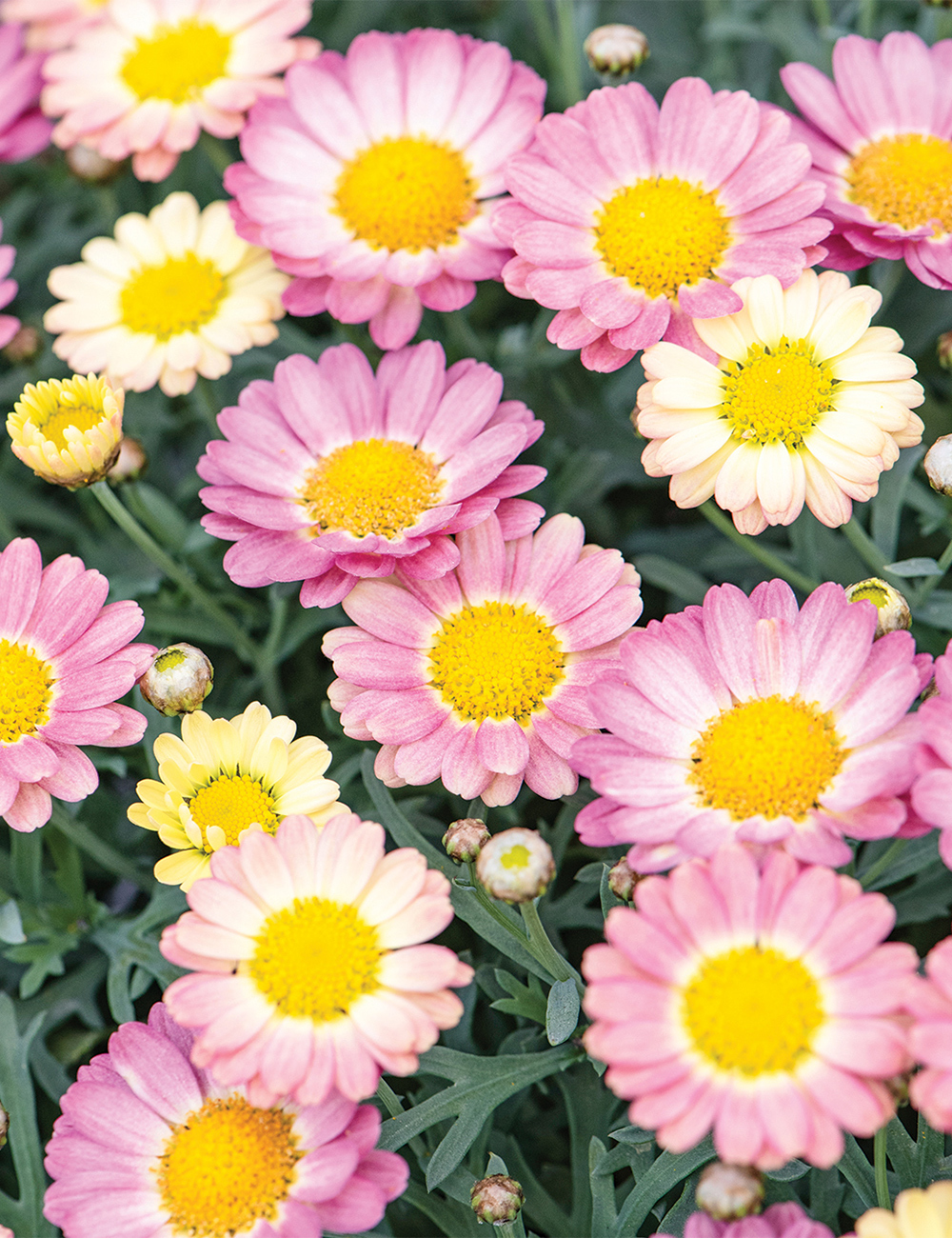 Marguerite Daisy Angelic 'Sweets'