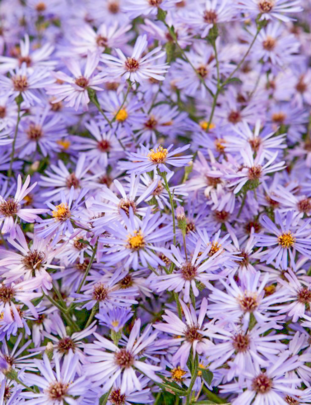 Aster Twilight