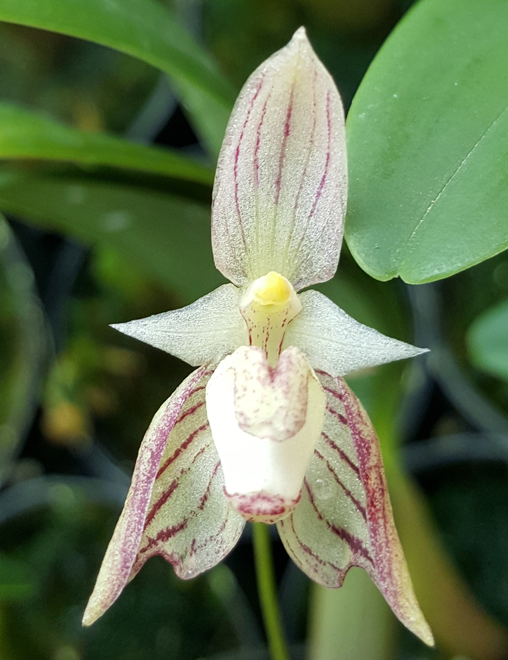 Sweet Smelling Bulbophyllum