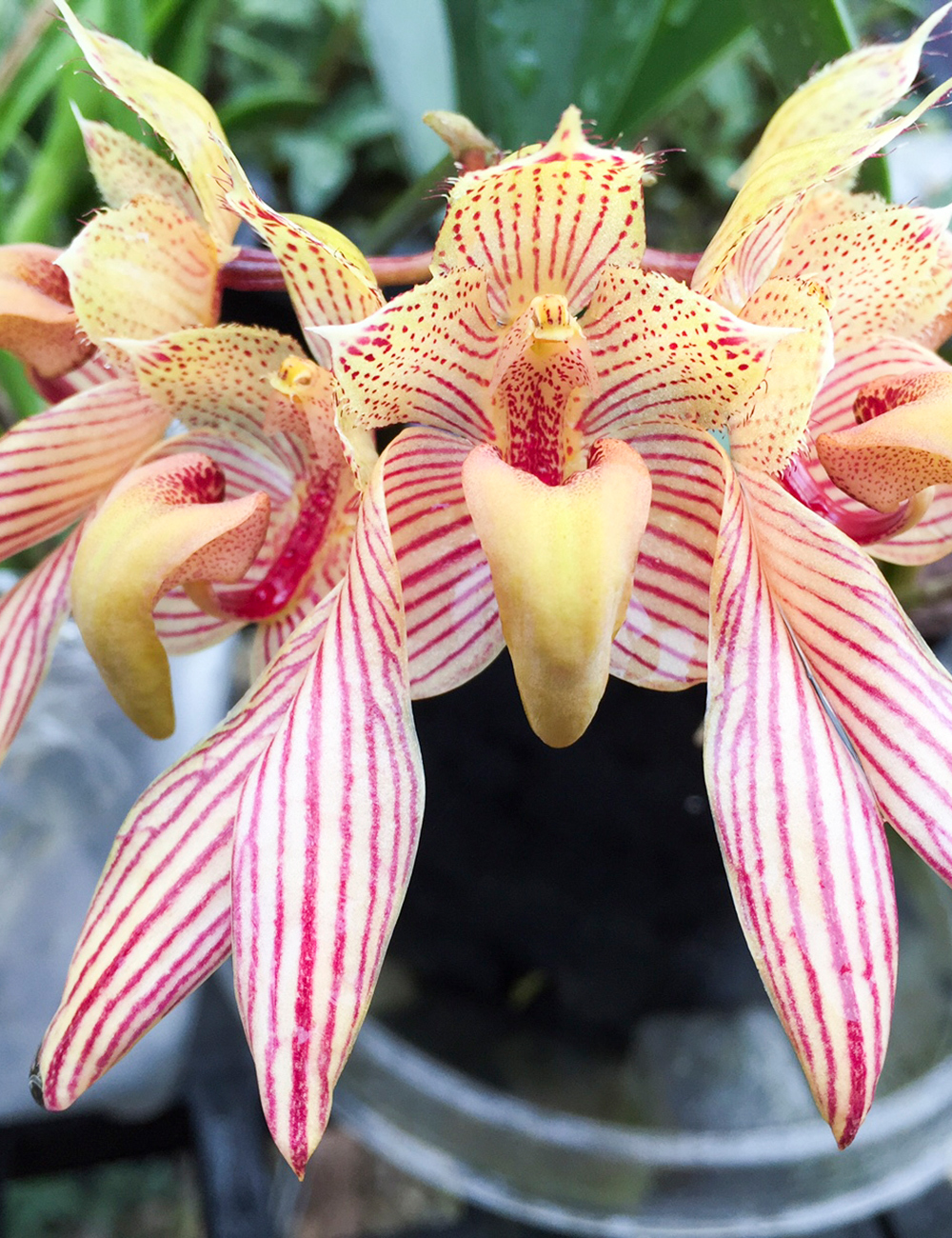 Two Coloured Bulbophyllum