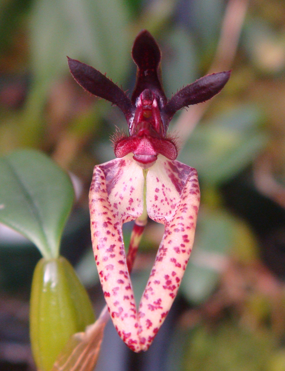 Shaggy Lipped Bulb Leaf Orchid