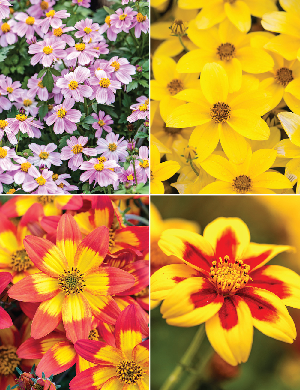 Bidens (reduced) Collection