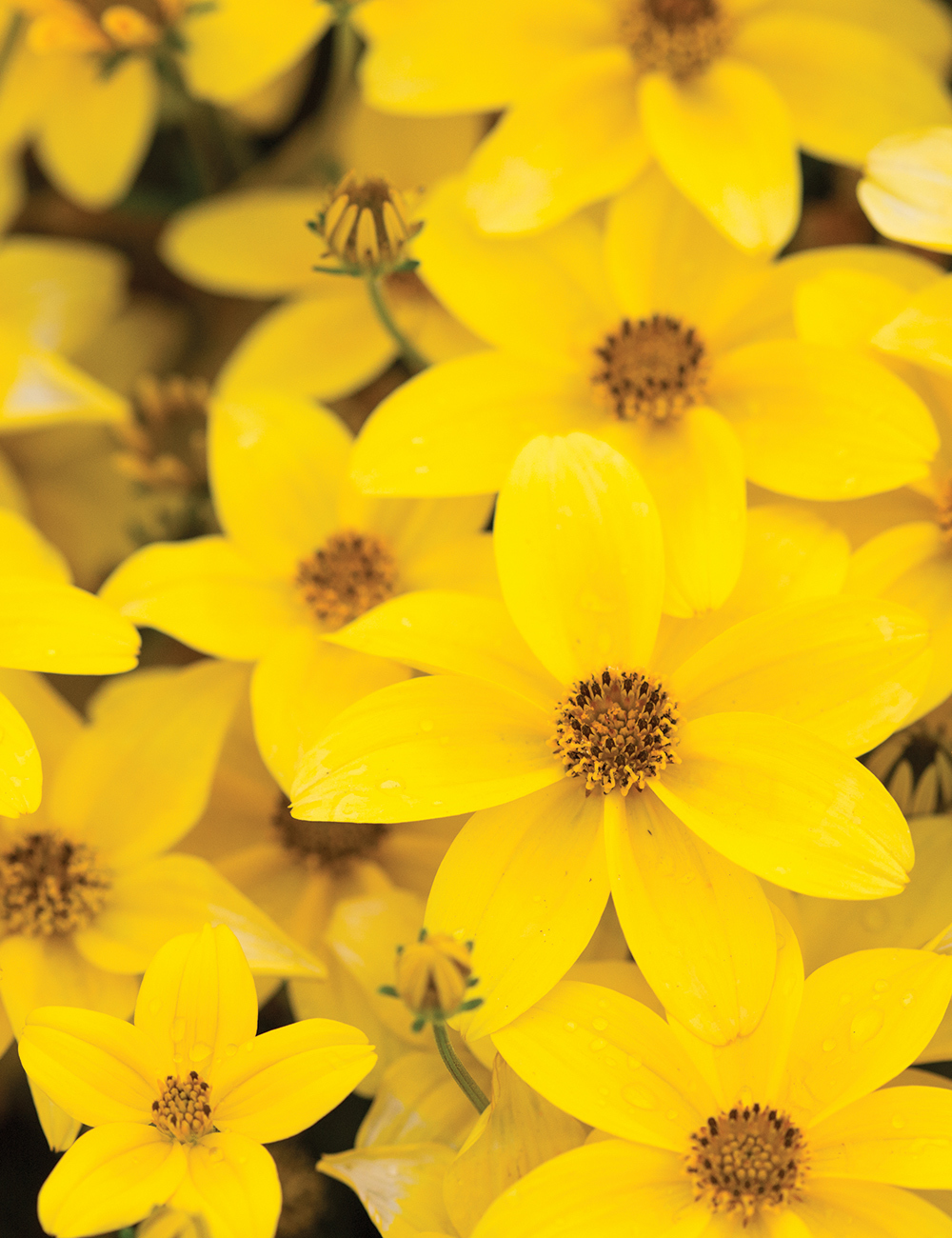 Bidens Namid 'Compact Yellow'