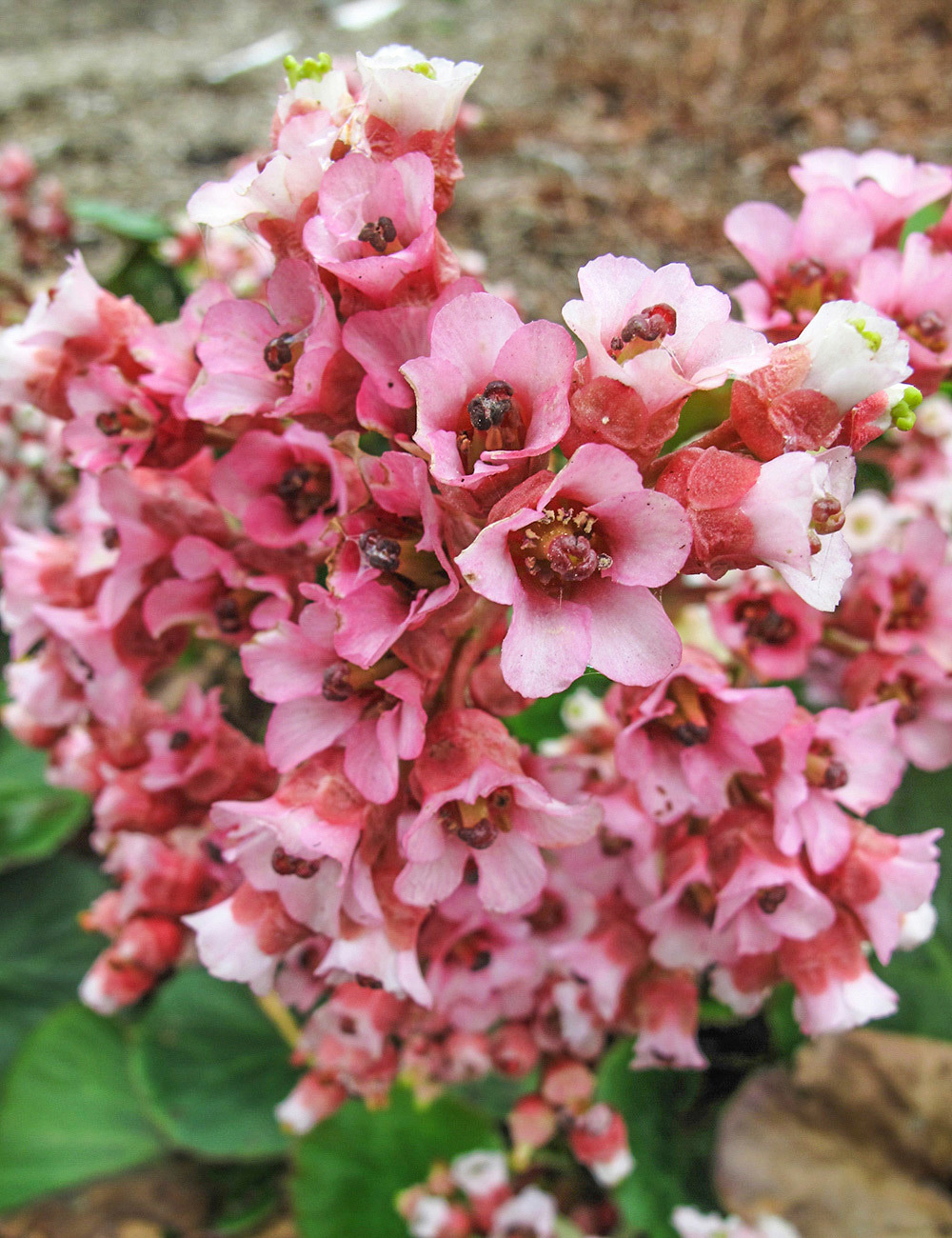 Bergenia 'Reginald'