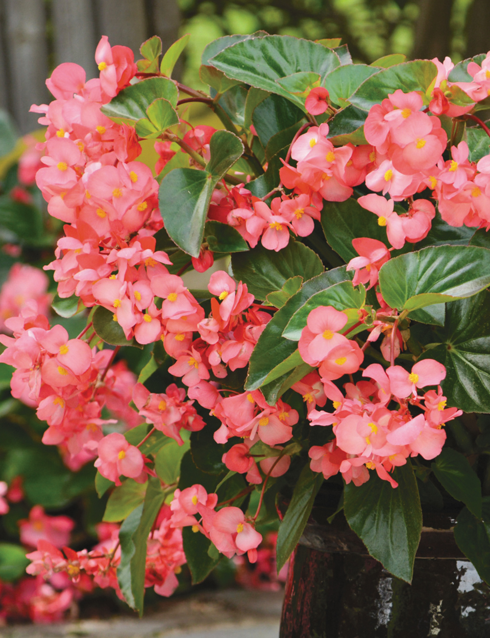 Begonia BIG DeluXXe Red