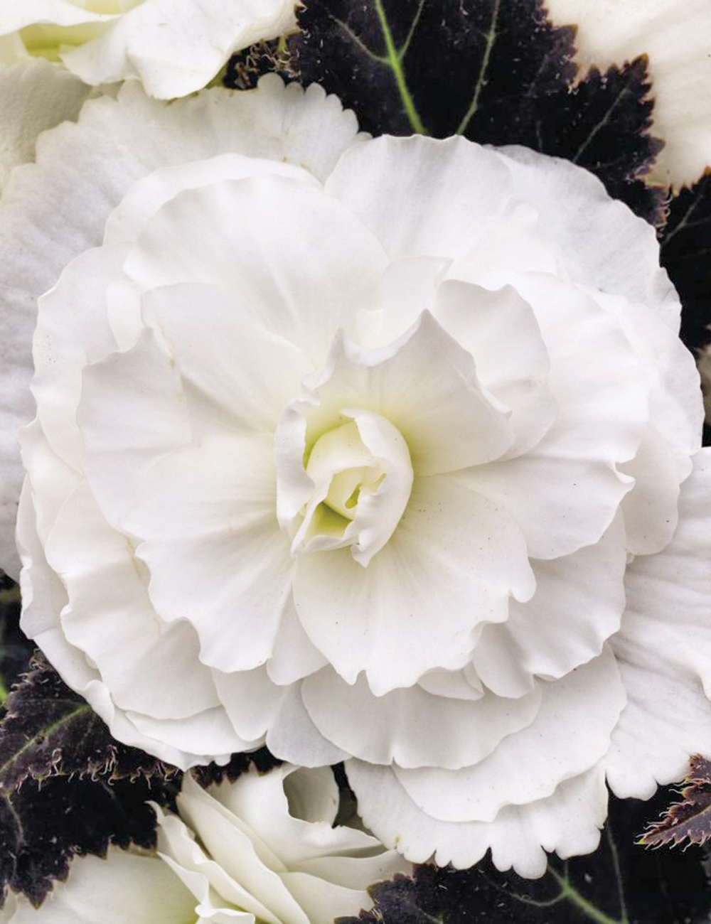 Nonstop Mocca Tuberous Begonias 'White'
