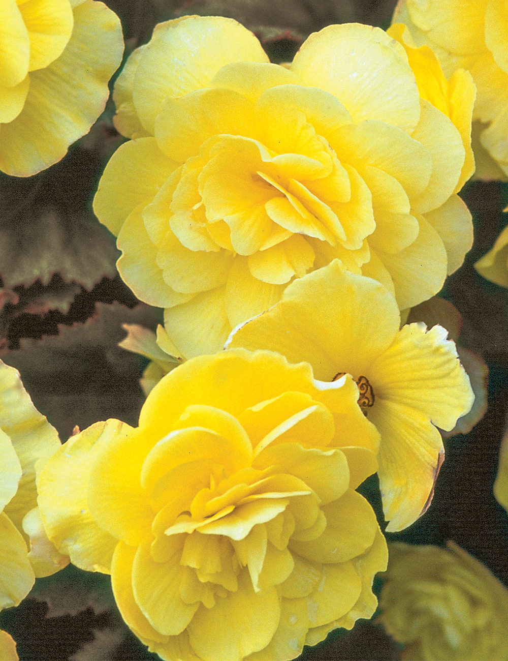 Nonstop Mocca Tuberous Begonias 'Yellow'
