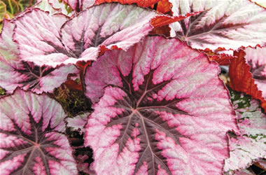 Rex Begonia Compact Form