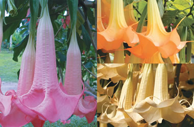 Angel's Trumpets Collection