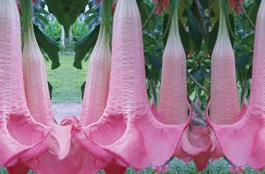 Angel's Trumpets Red Hot Pink
