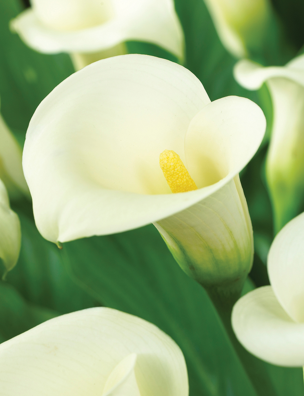 Calla Lilies Jack Frost
