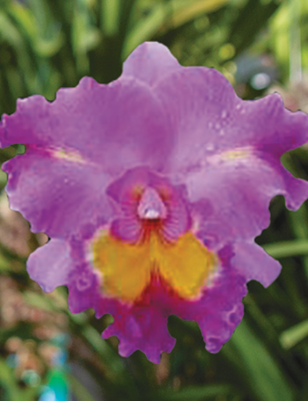 Cattleya Orchid 'Mackie's Flare'