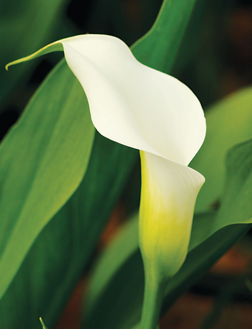 Extra Sumo Calla Lily Swan Lake