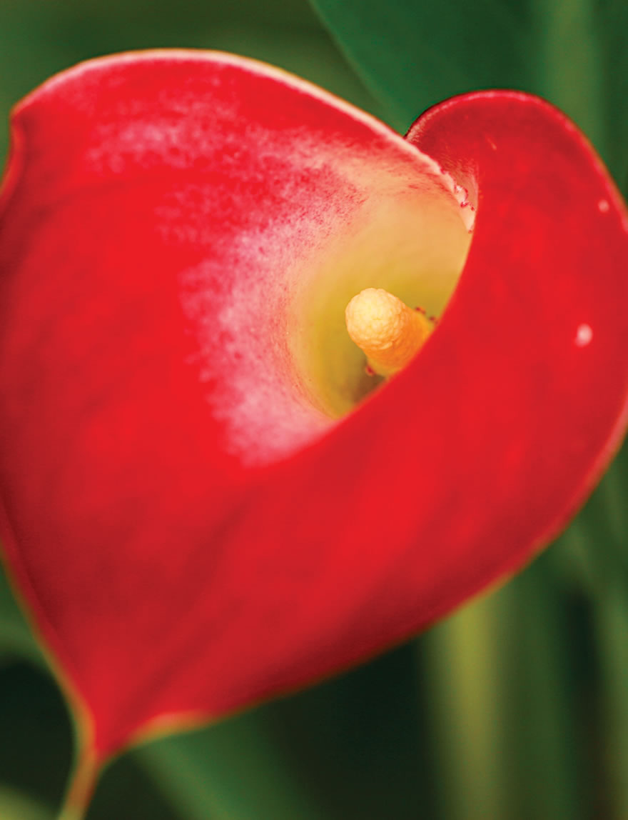 Extra Sumo Calla Lily Red Sox