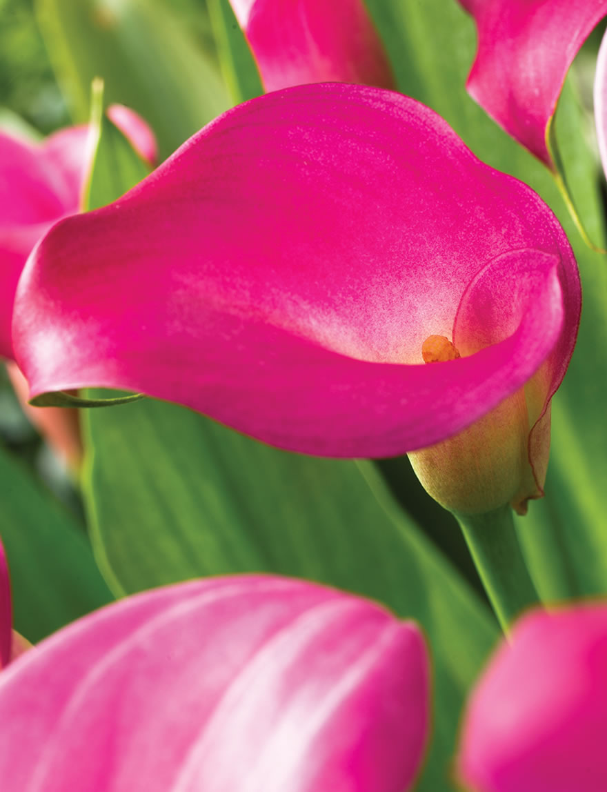 Extra Sumo Calla Lily Hot Cherry